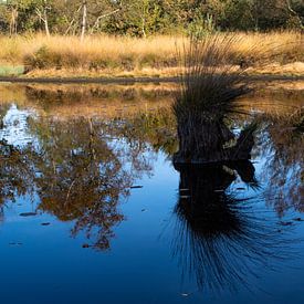 Spiegeling in de Kampina von Erik Snoey