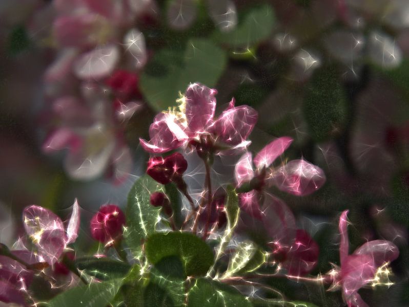 fleurs roses par Edgar Schermaul