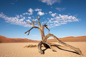 Hiddenvlei, boom onder wolkenlucht