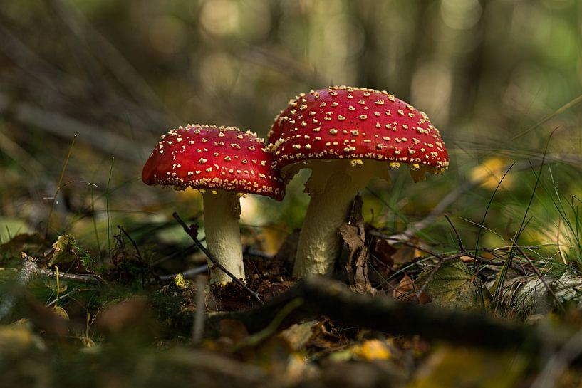 Ensemble, côte à côte par Leo Kramp Fotografie