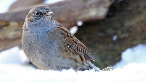 Dunnock by Sabrina de Vries