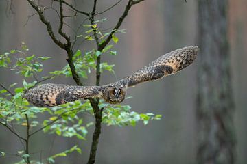 Indian Eagle-Owl / Rock Eagle-Owl ( Bubo bengalensis ), owl in flight, frontal shot, bright orange e by wunderbare Erde