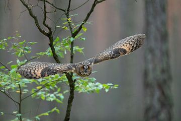 Bengaalse Oehoe ( Bubo bengalensis ) in stille glijvlucht, opwindend direct oogcontact, toezicht op  van wunderbare Erde