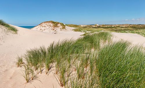 Dunes at the North-Holland Dunes nature reserve, beach and the North Sea, Bergen aan Zee, Holland, N