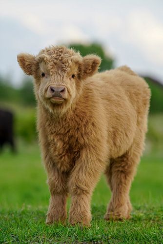 Schotse hooglander op Lentevreugd