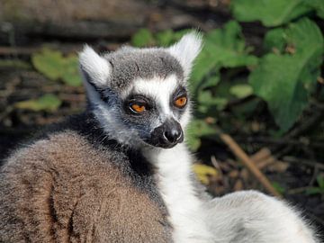 lemur , ringstaart aapje van ProPhoto Pictures