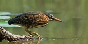 Wading Into The Unknown by Darlene Hewson