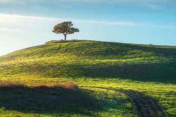 Einsamer Baum in der Toskana von Stefano Orazzini