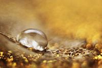 Gold fever
