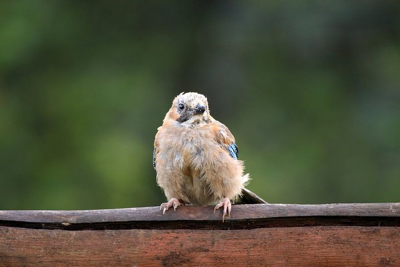 Geai  par Jolanta Mayerberg