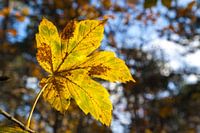 Autumnleaf in the sun