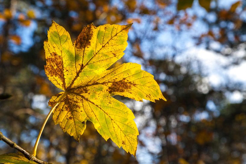 Herbstblatt in der Sonne von Nel Diepstraten