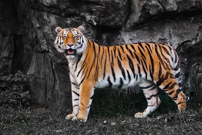 Een fel oranje gestreepte tijger steekt af tegen een verkleurde achtergrond, een prachtig beest van Michael Semenov