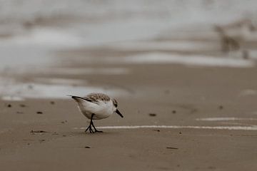 Bird by Inge Pieck