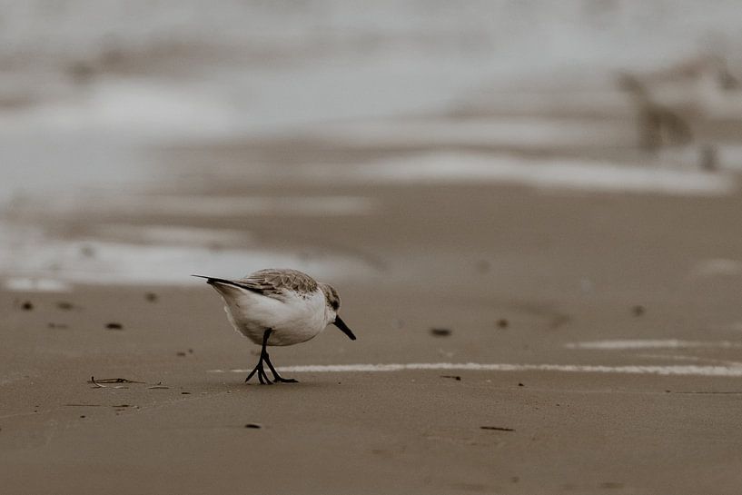 Bird by Inge Pieck