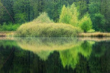 Reflectie in groen bij de Hatertse Vennen van Michel Seelen