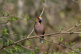 Appelvink man van Merijn Loch