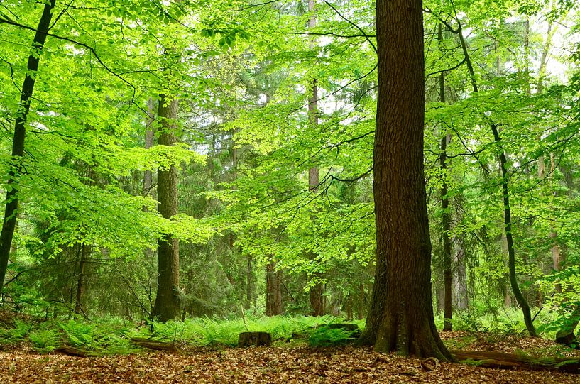 Laubwald im Frühling von Corinne Welp