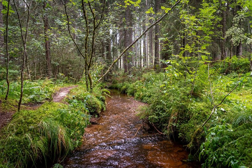 Sentier pédestre dans une forêt de contes de fées par Hans-Jürgen Janda