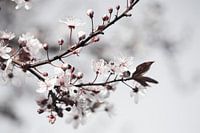 White Blossom