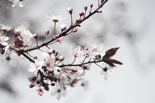 White Blossom