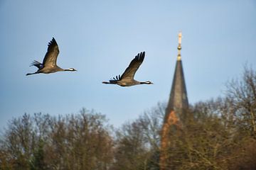 Kraanvogels vliegen bij een kerktoren boven een bos van Martin Köbsch