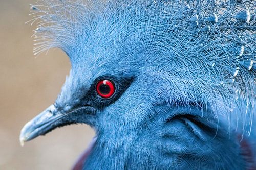 Portret van de Victoria kroonduif