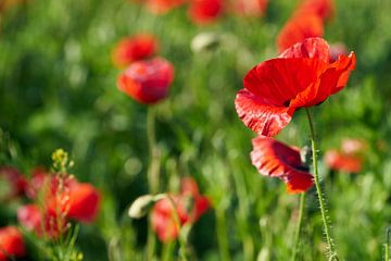 Rood bloeiende klaproos in een bloemenweide in de zomer van Heiko Kueverling