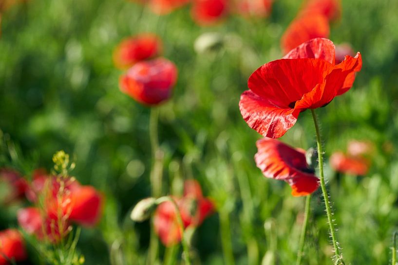 red flowering corn poppy on flower meadow in summer by Heiko Kueverling