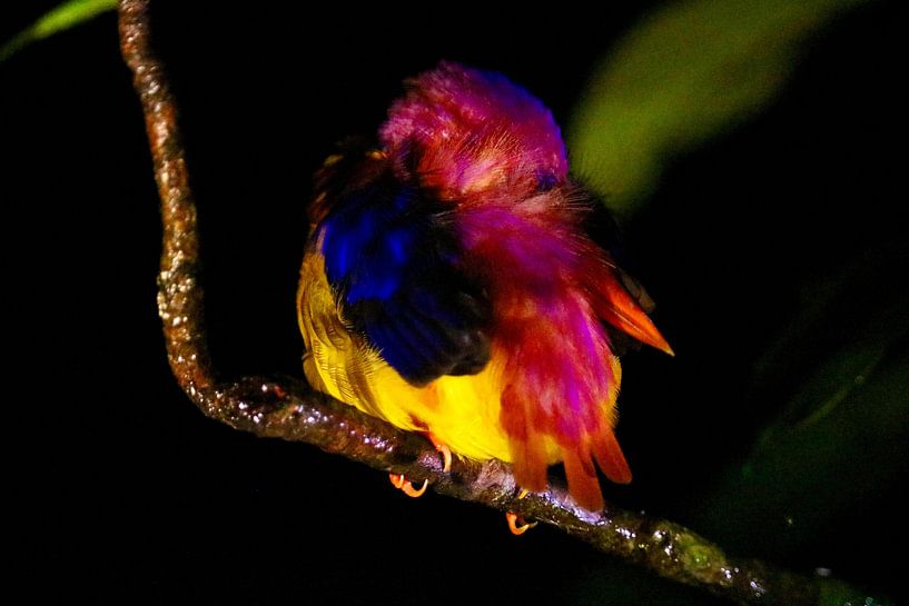 A sleeping Jungled Flycatcher by Marloes Post