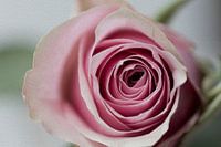 Rose treated with oil paint technique