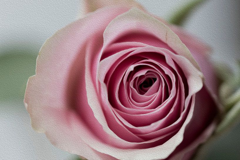 Rose traitée avec la technique de la peinture à l'huile par Tosca Fotografie