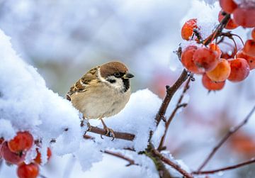 Close-up van een boommus op een besneeuwde boom