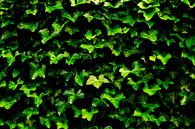 The Ivy Wall von Arc One Miniaturansicht