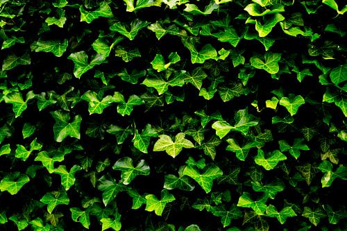 The Ivy Wall by Arc One