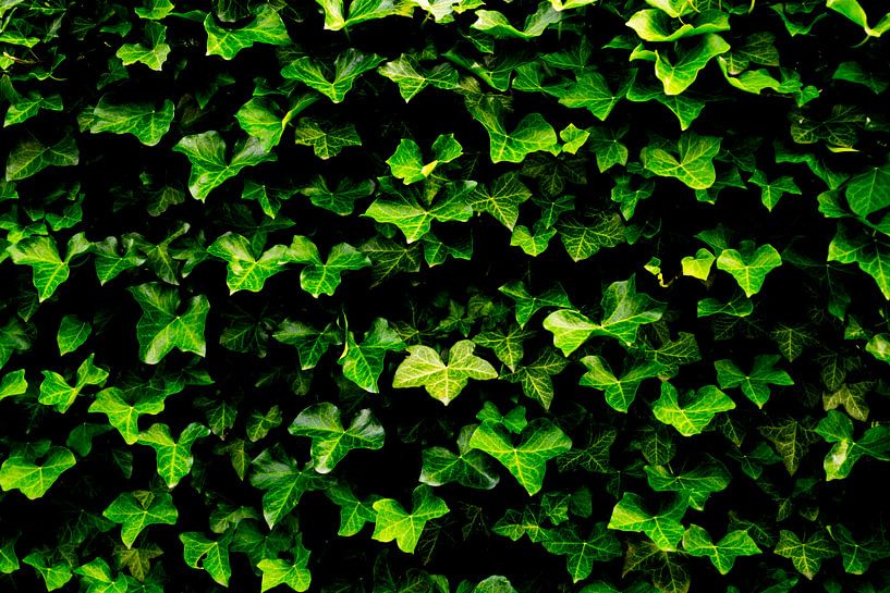 The Ivy Wall sur Arc One