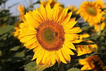 Sonnenblume (Helianthus annuus) von Udo Herrmann