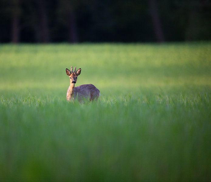 Un cerf dans l'herbe par YvePhotography