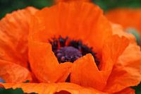Papaver