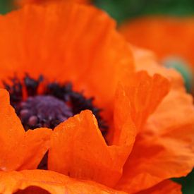 Papaver van Jose Vink