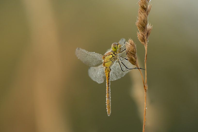 Dragonfly dries its wings by Moetwil en van Dijk - Fotografie