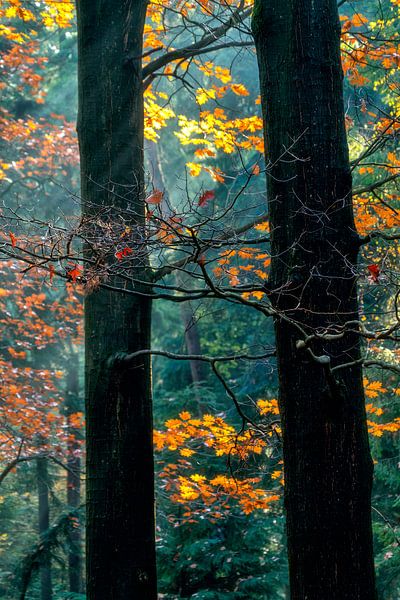 Automne par Lars van de Goor