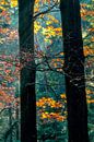Herfst van Lars van de Goor thumbnail