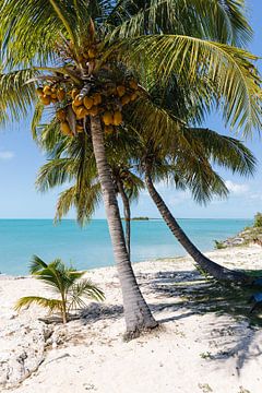 Caribische stijl