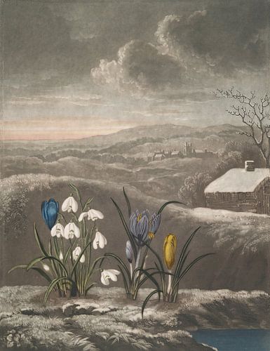 Het sneeuwklokje, Robert John Thornton