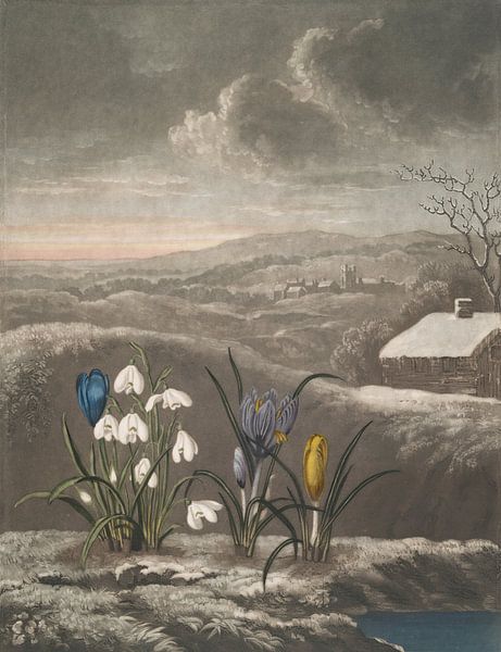 The Snowdrop, Robert John Thornton by Masterful Masters