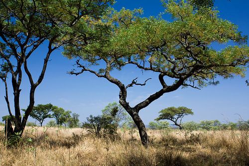 Des marula dans un champ de forêt