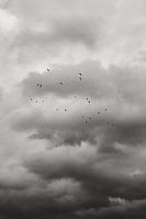 Oiseaux dans le ciel