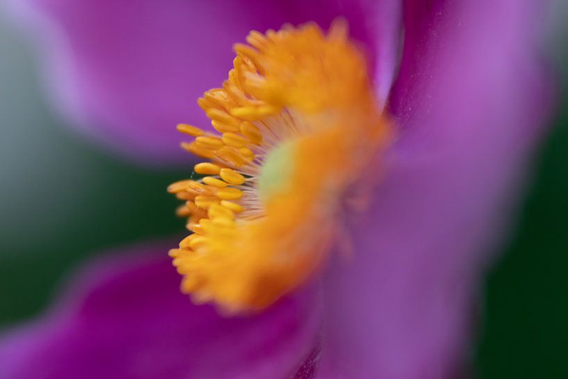 Banging colors. by Monique van Helden