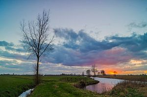 Lonely tree